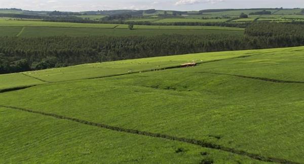 Kenya : Il settore del tè e nuovi mercati